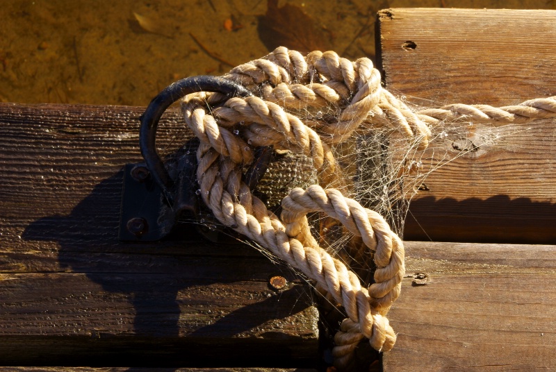 Knots and Webs and weathered Wood