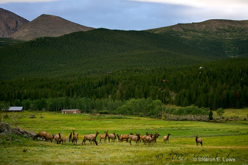 Elk, Estes Park, Colorado - ID: 9195354 © Sharon E. Lowe