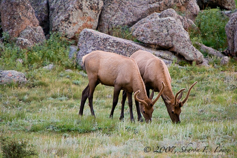 Elk, Estes Park, Colorado - ID: 9195356 © Sharon E. Lowe