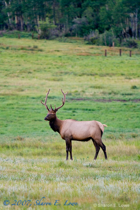 Elk, Estes Park, Colorado - ID: 9195359 © Sharon E. Lowe