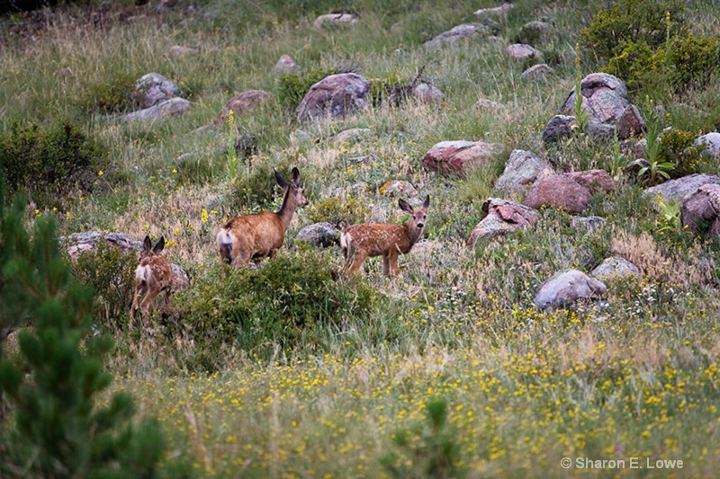 Deer, Rocky Mountain National Park, Colorado - ID: 9195364 © Sharon E. Lowe
