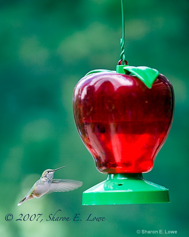 Hummingbird, Lane Guest Ranch - ID: 9195398 © Sharon E. Lowe