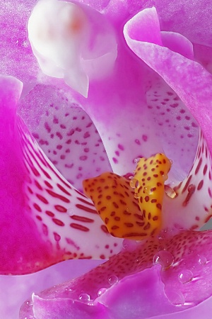 Orchid