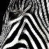 2Zebra Profile - ID: 9197639 © Kathy Salerni