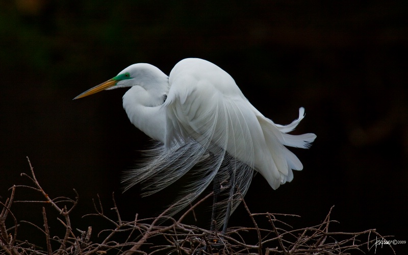 <b>Great Egret in Mating Dress</b>