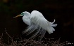<b>Great Egret in...