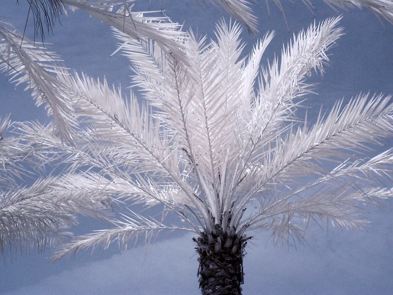 Infrared Palm