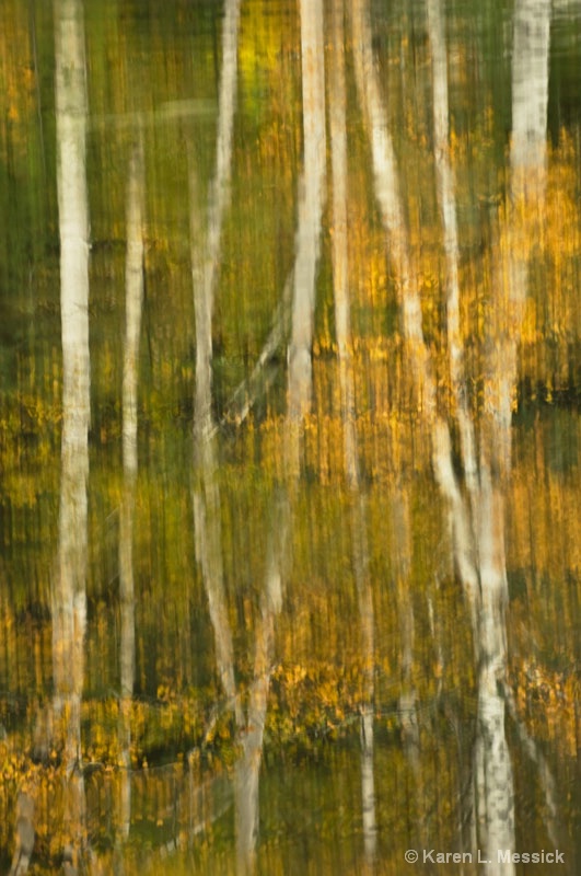 Birch Reflections - ID: 9200809 © Karen L. Messick