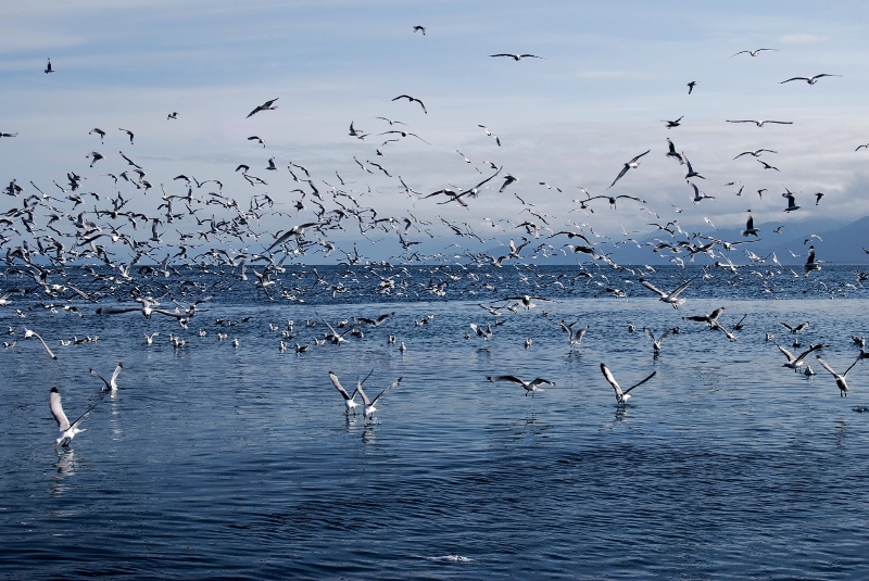 Gulls Union