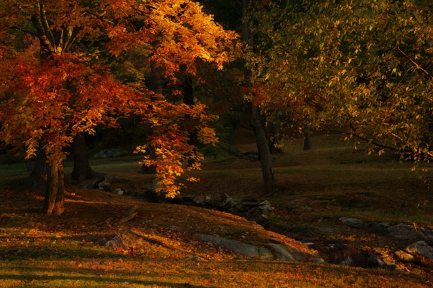 Autumn Mornings Glow