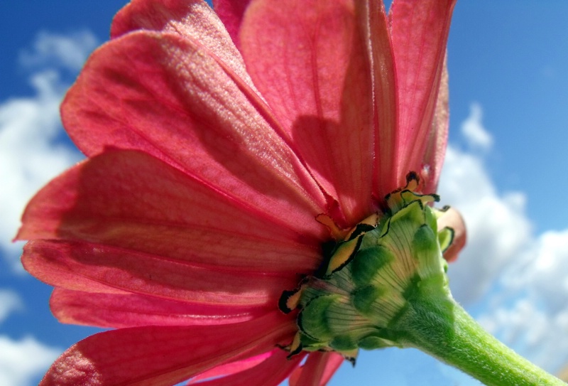 Artsy Fartsy Zinnia