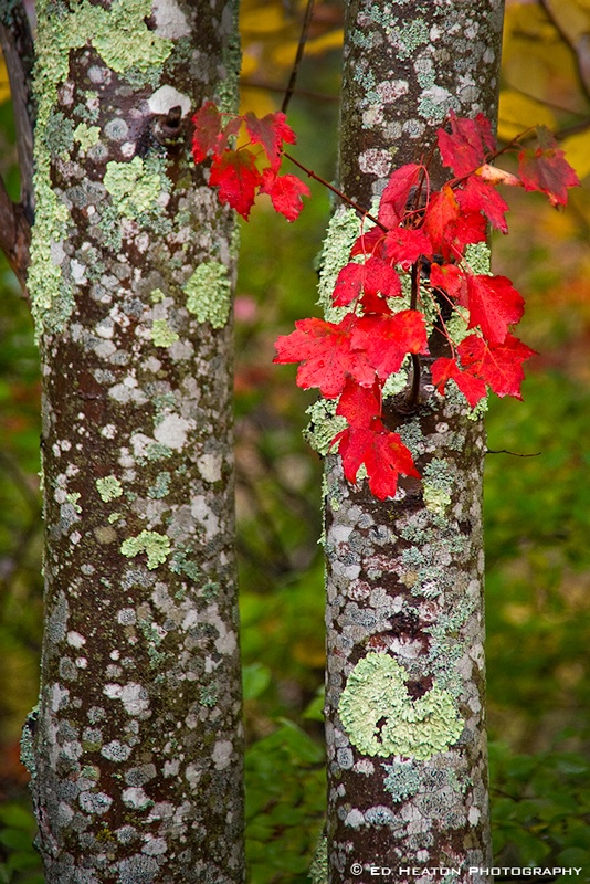 Acadia Workshop #13