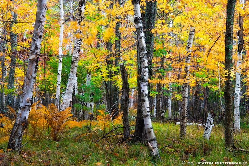 Acadia Workshop #10