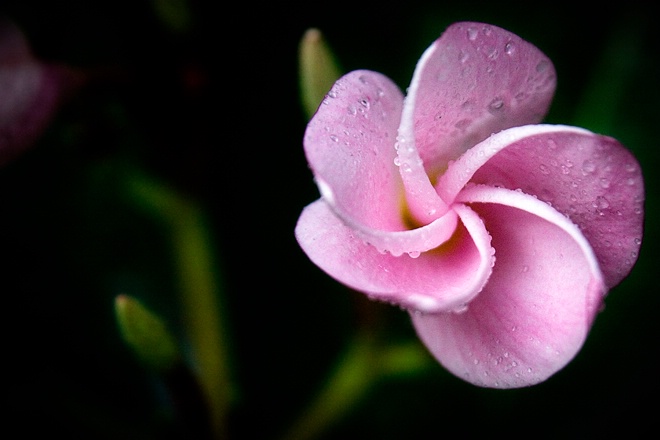 Pink Plumeria