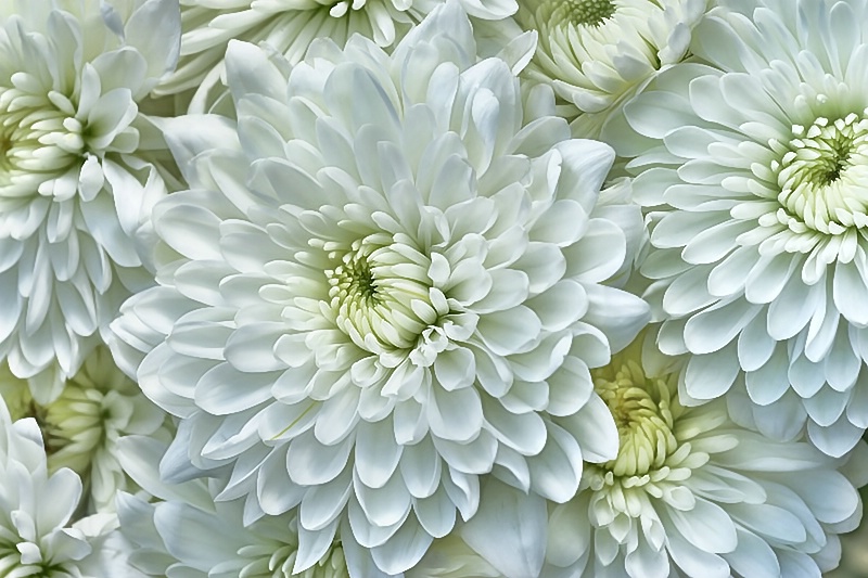 Chrysanthemums