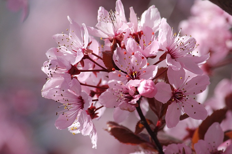 Pink bouquet