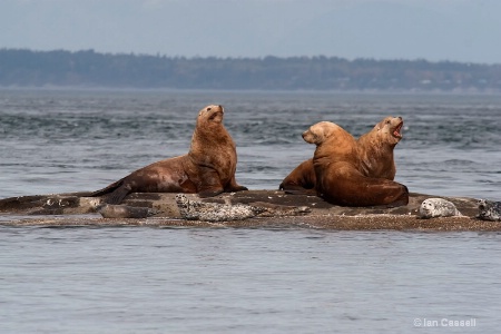 Steller Sea Lions and Harbor Seals
