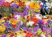 SIDEWALK  FLORIST