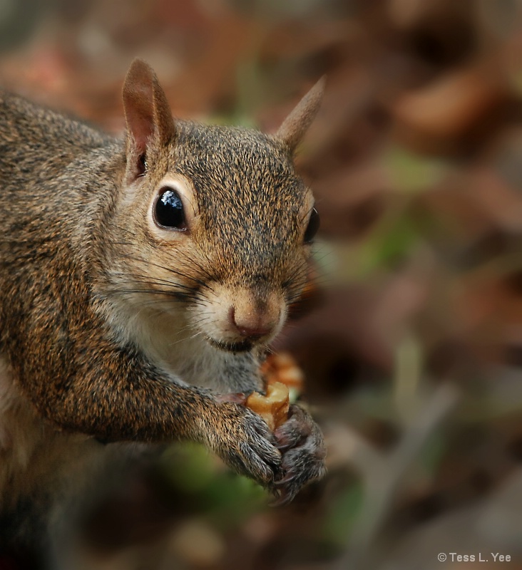 Portrait of a (Nutty) Mother