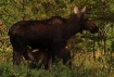 moose and baby