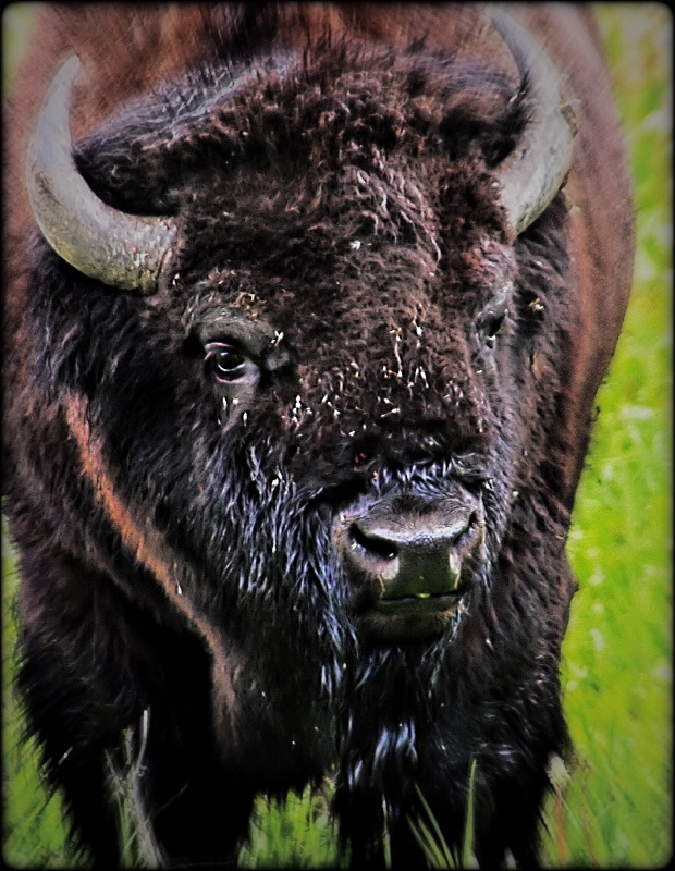 Yellowstone Grows'em Big