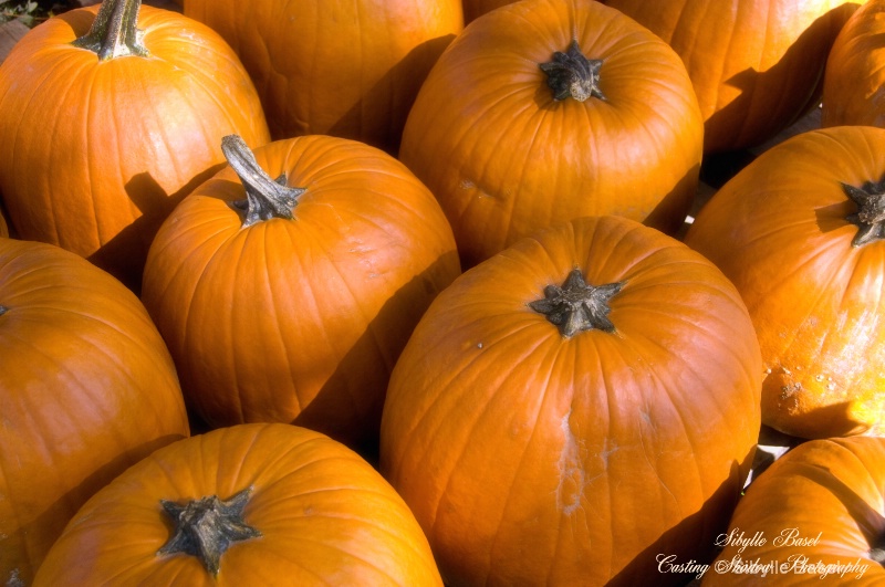 Pumpkins  - ID: 9217677 © Sibylle Basel