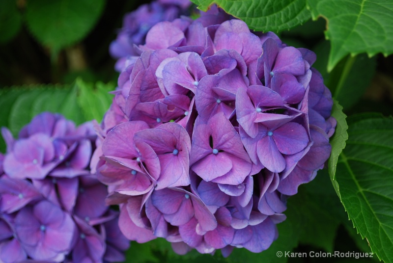 Hydrangea