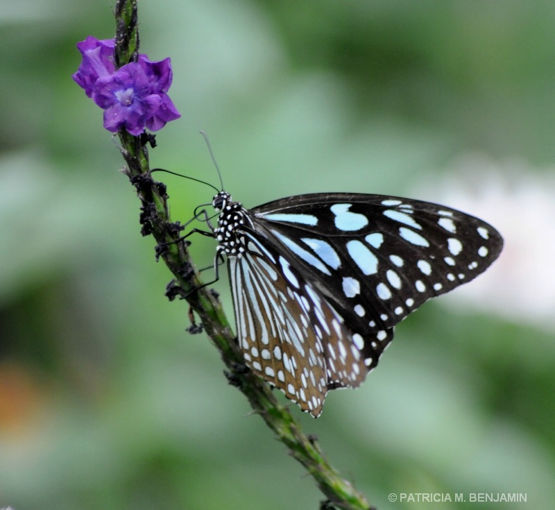 Butterfly  Brookside Garden