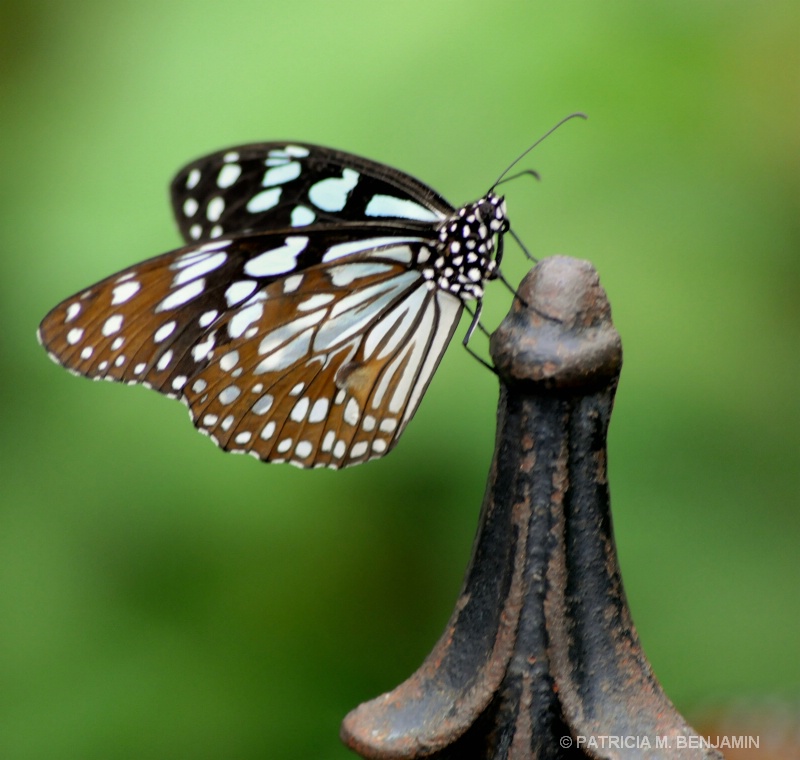 Butterfly2  Brookside Garden