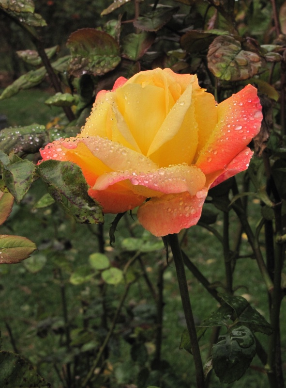 1.1 1/3 small scene: Rose after the rain.... these