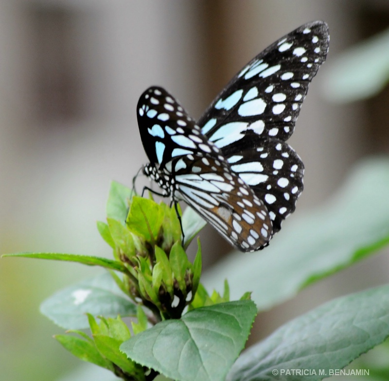 Butterfly  Brookside Garden
