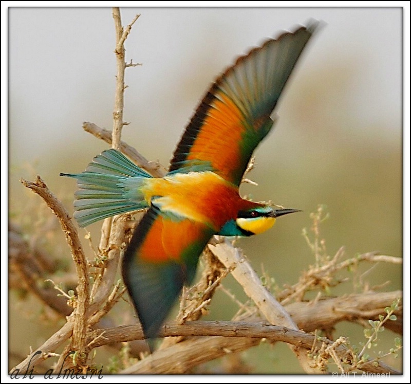 Bee eater swoop