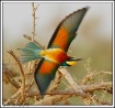 Bee eater swoop