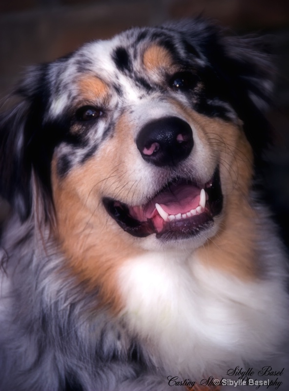 Dog Smile - ID: 9224303 © Sibylle Basel
