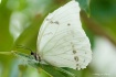 White Linen