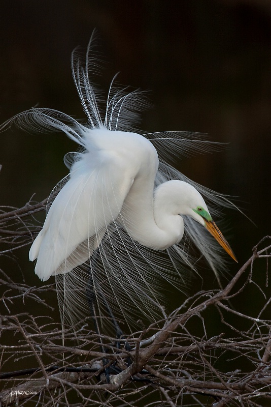 <b>Great Egret</b>