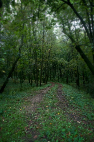 Road to the Forest of Dreams