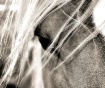 Windblown