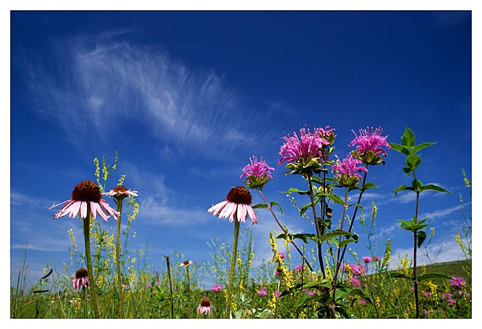 Bergamot and Echinacea, Souris Valley, SK - ID: 9226566 © Jim D. Knelson