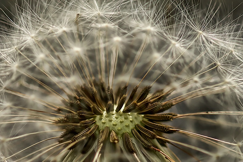 A Dandy Celebration - ID: 9227170 © Laurie Daily