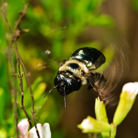 Bumble Bee in Flight @@
