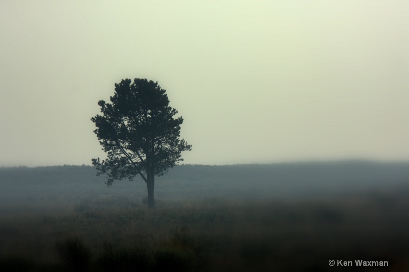 lone tree on a hazy Wyoming day