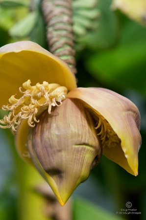 banana stem
