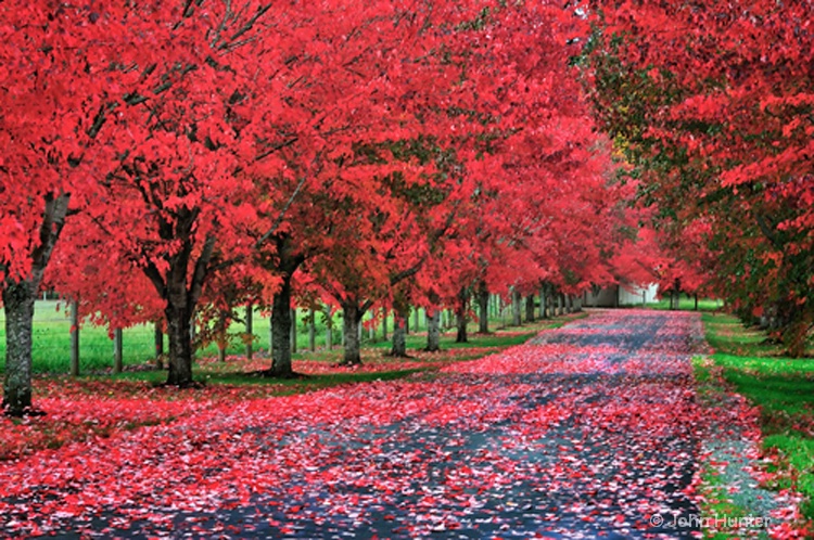 Fall Colors in Western Washington - ID: 9230164 © John E. Hunter