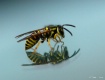 I'll Bee Chec...