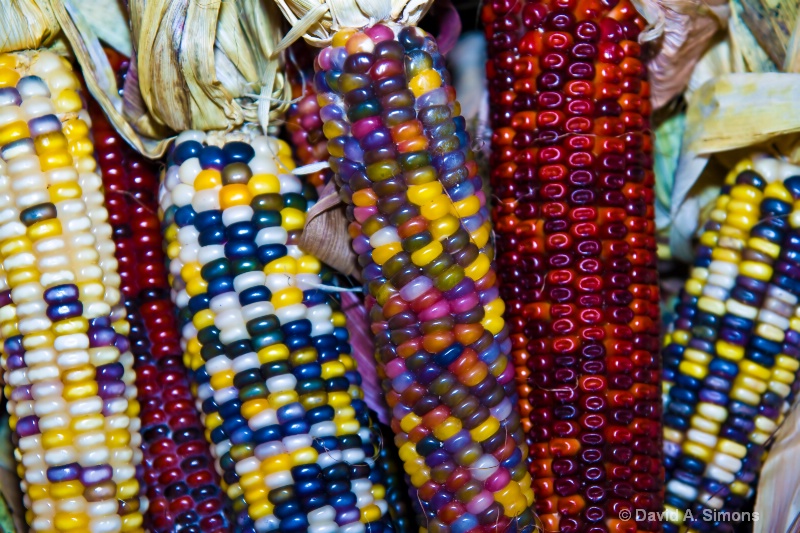 Indian Corn