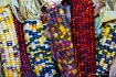 Indian Corn