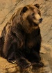 sitting bear