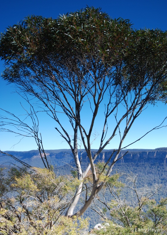 Australia- Blue Mtns National Park- 2009 - ID: 9234175 © Larry Heyert