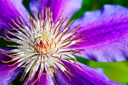 Clematis